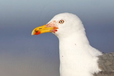 _MG_1878crop Lesser Black-backed Gull.jpg