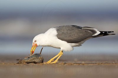 _MG_1968 Lesser Black-backed Gull.jpg