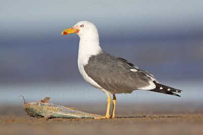 _MG_1979 Lesser Black-backed Gull.jpg
