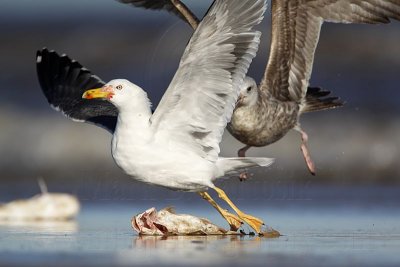 _MG_2455 Lesser Black-backed Gull & Herring Gull.jpg