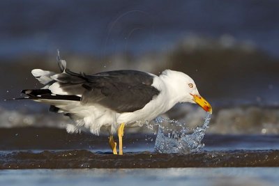 _MG_2726 Lesser Black-backed Gull.jpg
