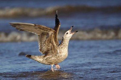 Herring Gull - UTC - Spring 2009