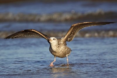 _MG_2800 Herring Gull.jpg