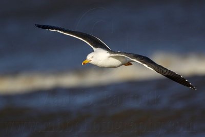 _MG_2932 Lesser Black-backed Gull.jpg