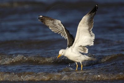 _MG_3121 Lesser Black-backed Gull.jpg