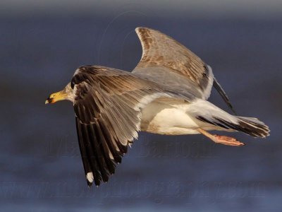 _MG_3576 Lesser Black-backed Gull.jpg