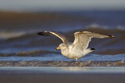 _MG_3614 Lesser Black-backed Gull.jpg