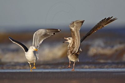 _MG_3636 Lesser Black-backed Gull & Herring Gull.jpg