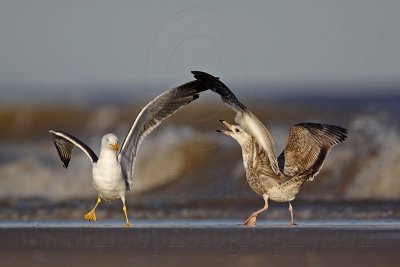 _MG_3637 Lesser Black-backed Gull & Herring Gull.jpg