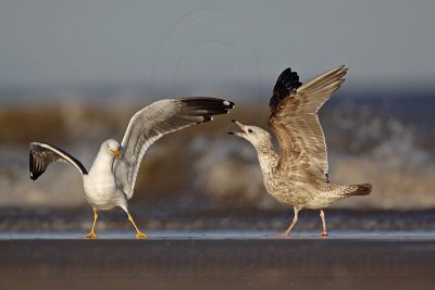 _MG_3638 Lesser Black-backed Gull & Herring Gull.jpg