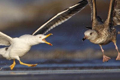Lesser Black-backed Gull versus Herring Gull - fights, UTC Spring 2009