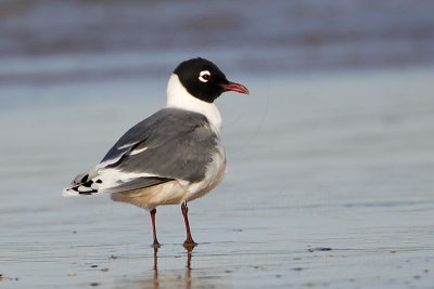_MG_7069 Franklin's Gull.jpg