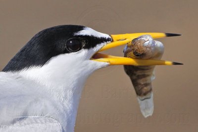 _MG_0512 Least Tern.jpg