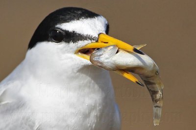 _MG_0517 Least Tern.jpg