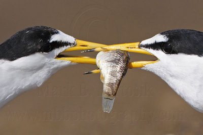 _MG_0520crop Least Tern.jpg