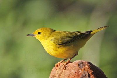 _MG_8362 Yellow Warbler.jpg