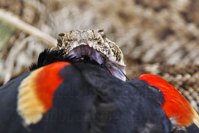 _MG_2759 Western Diamondback Rattlesnake & Red-winged Blackbird.jpg