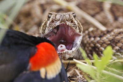 _MG_2942 Western Diamondback Rattlesnake & Red-winged Blackbird.jpg