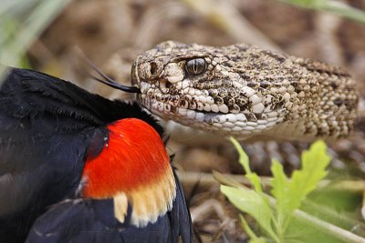 _MG_2965 Western Diamondback Rattlesnake & Red-winged Blackbird.jpg