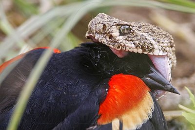 _MG_3113 Western Diamondback Rattlesnake & Red-winged Blackbird.jpg