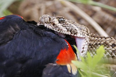 _MG_3233 Western Diamondback Rattlesnake & Red-winged Blackbird.jpg