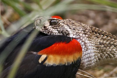 _MG_3320 Western Diamondback Rattlesnake & Red-winged Blackbird.jpg