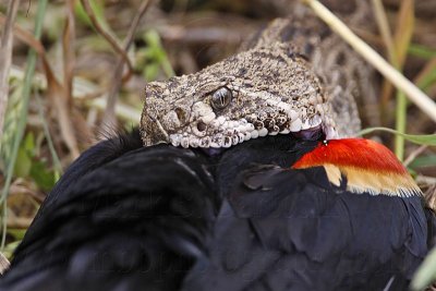_MG_3419 Western Diamondback Rattlesnake & Red-winged Blackbird.jpg