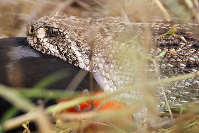 _MG_3452 Western Diamondback Rattlesnake & Red-winged Blackbird.jpg