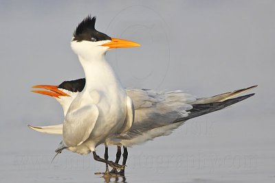 Royal Tern.jpg