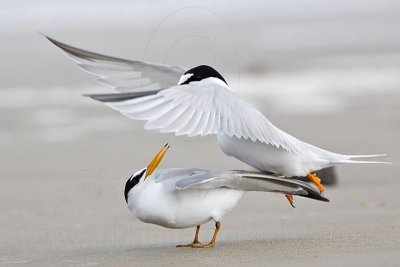Least Tern.jpg