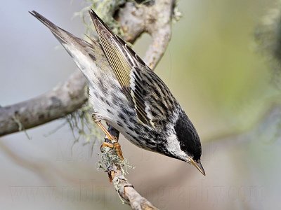 _MG_1769 Blackpoll Warbler.jpg