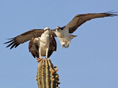Osprey: Pair copulation attempt shortly after courtship feeding