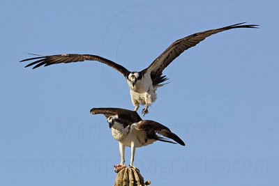 _MG_2937 Osprey.jpg