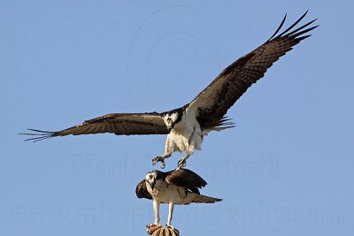 _MG_2939 Osprey.jpg