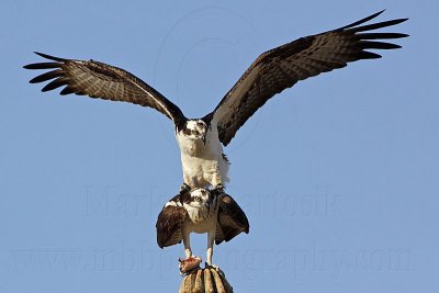 _MG_2965 Osprey.jpg