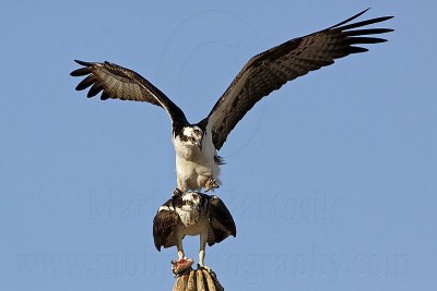 _MG_2966 Osprey.jpg