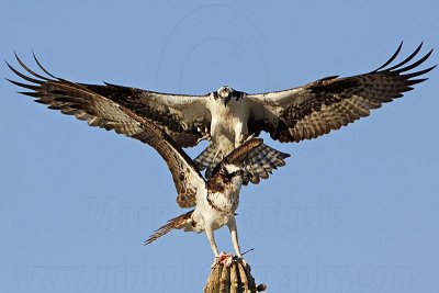 Osprey: EPC - Trying to attempt copulation by a stranger male - female refusal