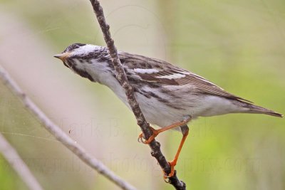 _MG_8255 Blackpoll Warbler.jpg