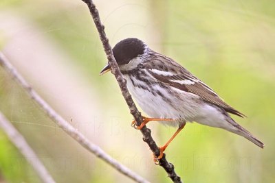 _MG_8261 Blackpoll Warbler.jpg