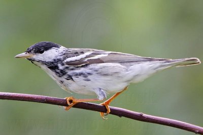 _MG_9181 Blackpoll Warbler.jpg