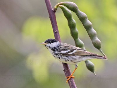 _MG_9212 Blackpoll Warbler.jpg