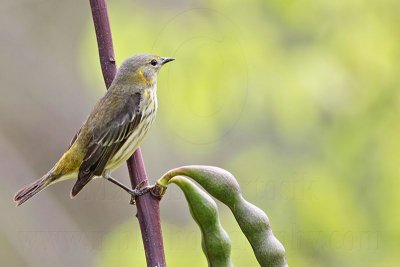 _MG_9241 Cape May Warbler.jpg