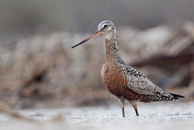 _MG_1591 Hudsonian Godwit.jpg