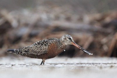 _MG_1646 Hudsonian Godwit.jpg