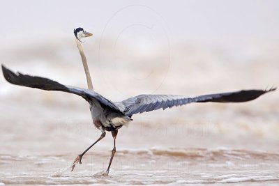 _MG_3664 Great Blue Heron.jpg