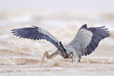 _MG_3668 Great Blue Heron.jpg