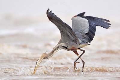 _MG_3670 Great Blue Heron.jpg