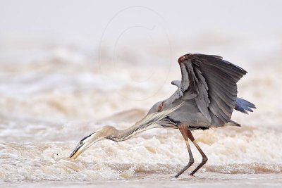 _MG_3677 Great Blue Heron.jpg