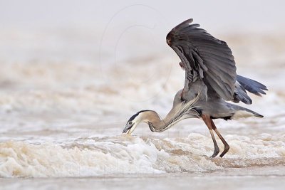 _MG_3681 Great Blue Heron.jpg