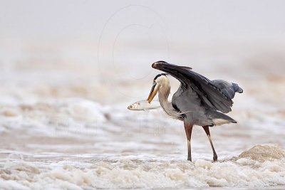 _MG_3685 Great Blue Heron.jpg